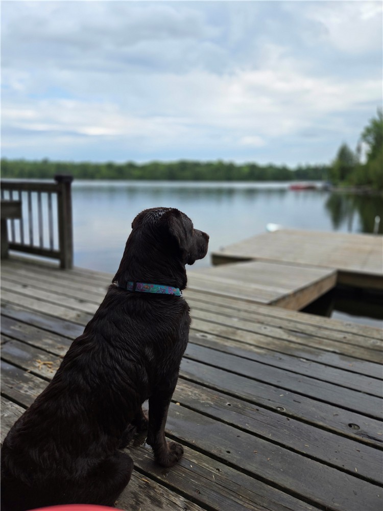 Private Waterfront Muskoka Cottage ~ Sleeps 10 ~ Dog Friendly ~ Kayaks, paddleboards & fishing