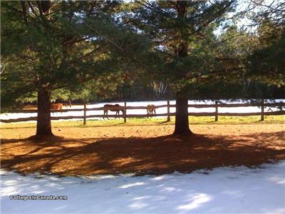 Pine & Birch Ranch & Retreat: Cottage