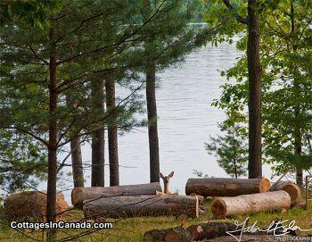 BREEZY sur le Lac des Baies: t/hiver, 3 chlets, accessible en fauteuil roulant
