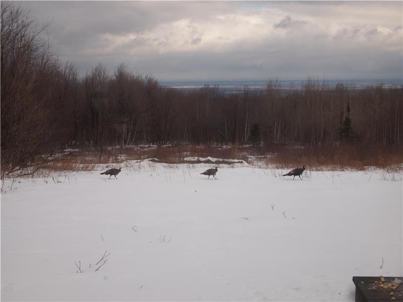 Covey Hill Log Cabin Hemmingford Cottage Rental GL10211