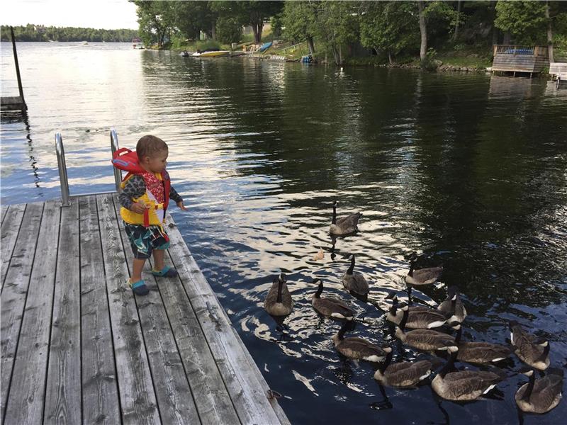 Waterfront Pigeon Lake Cottage Bobcaygeon Cottage Rental Gl
