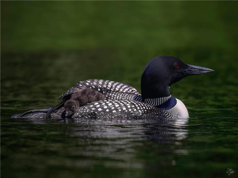 Bancroft area Bancroft Cottage Rental PL32294 CottagesInCanada