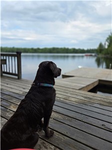 Private Waterfront Muskoka Cottage ~ Sleeps 10 ~ Dog Friendly ~ Kayaks, paddleboards & fishing